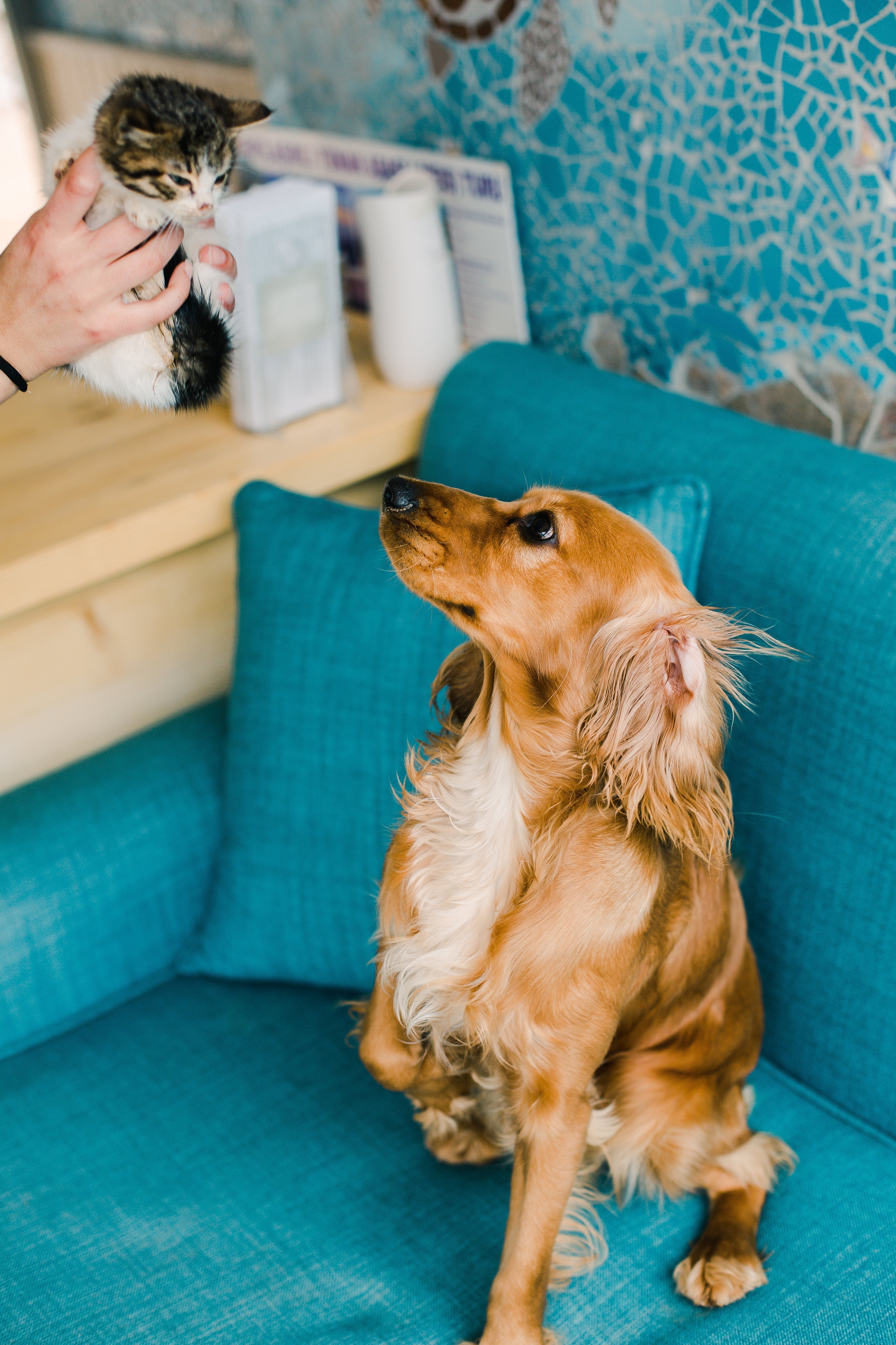 Pets & Accessories